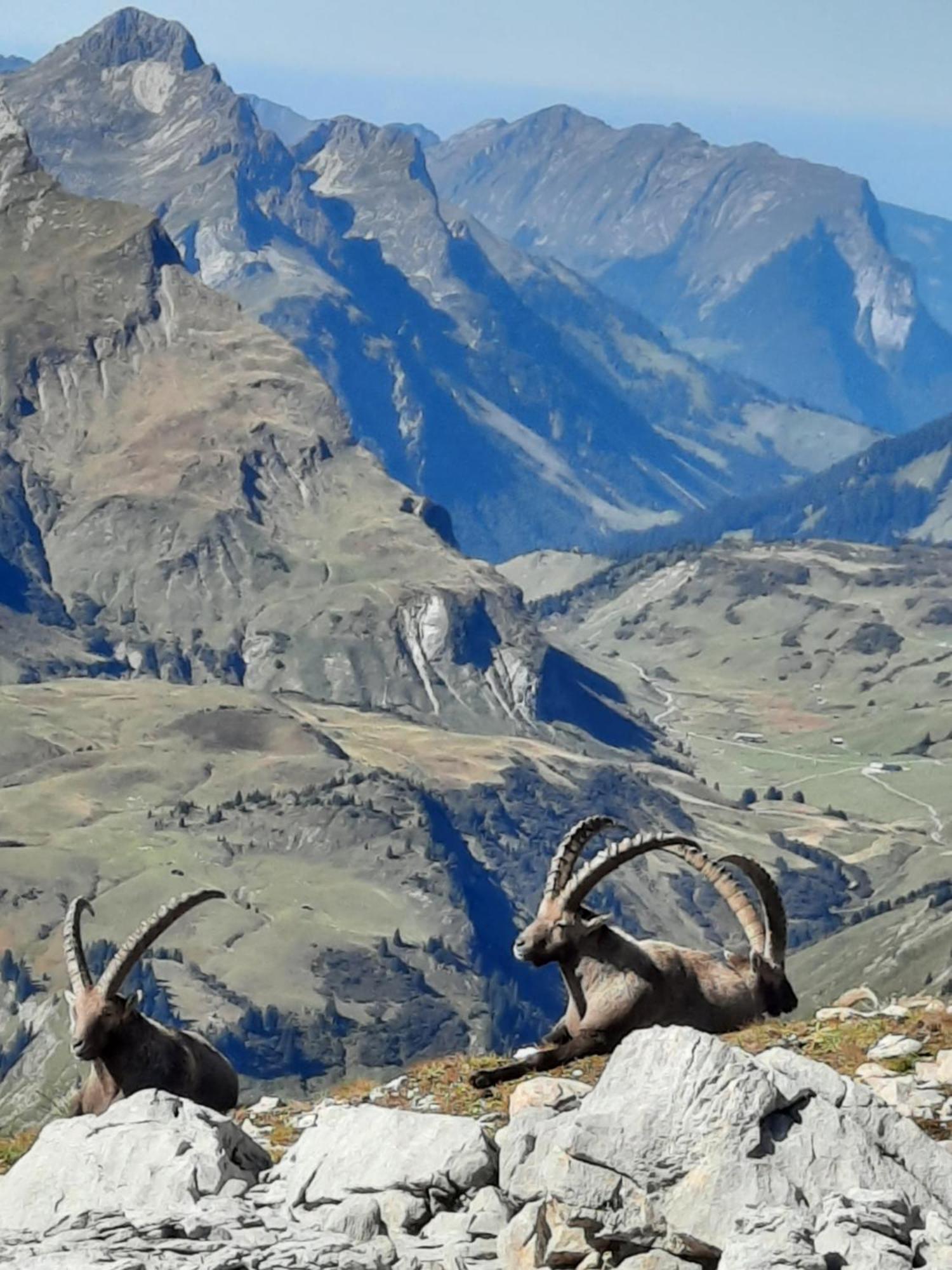 Haus Schroefler Apartment Lech am Arlberg Bagian luar foto